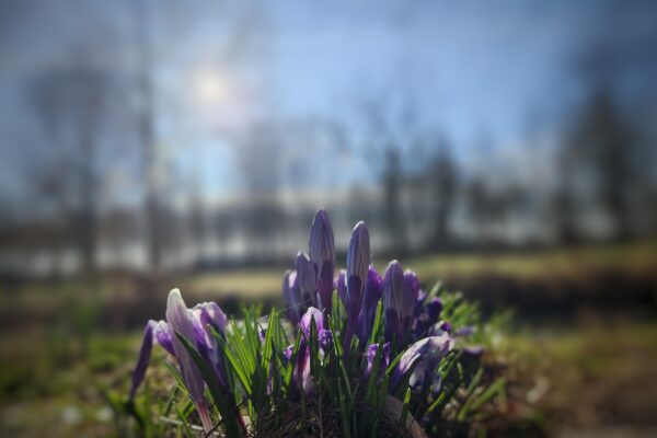 De Schakel voor februari