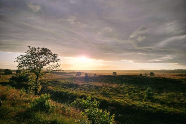 De steppe zal bloeien